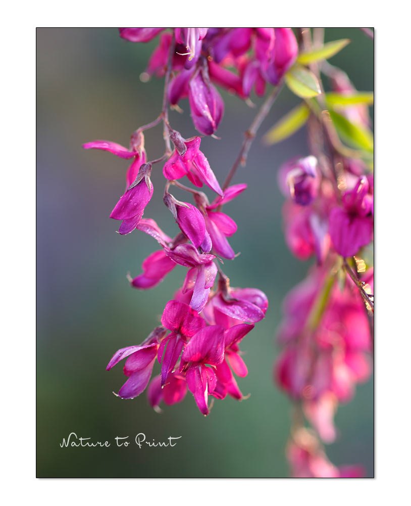 Lespedeza thunbergii ist ein hübscher, 1,5-2 m hoher / breiter Halbstrauch mit bogig überhängenden Zweigen. Eine Bieneweide mit rosa Blüten. 