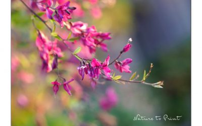 Thunbergs Buschklee, rosa Herbstblüher für sonnige Standorte