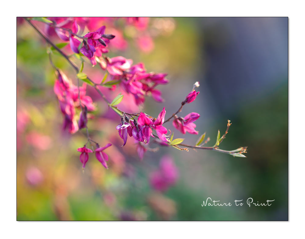 Thunbergs Buschklee, rosa Herbstblüher für sonnige Standorte