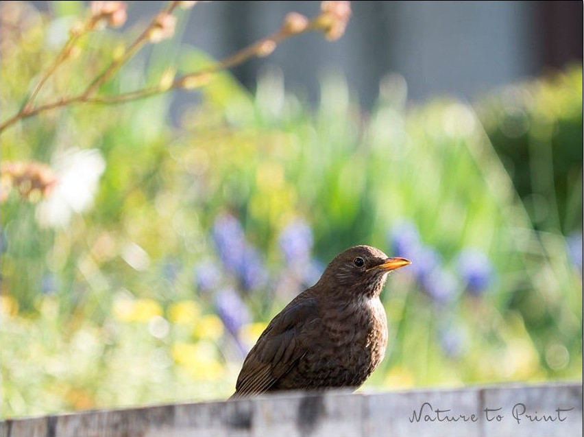 Frau Amsel morgens auf der Sitzwarte, ein Regenfass 
