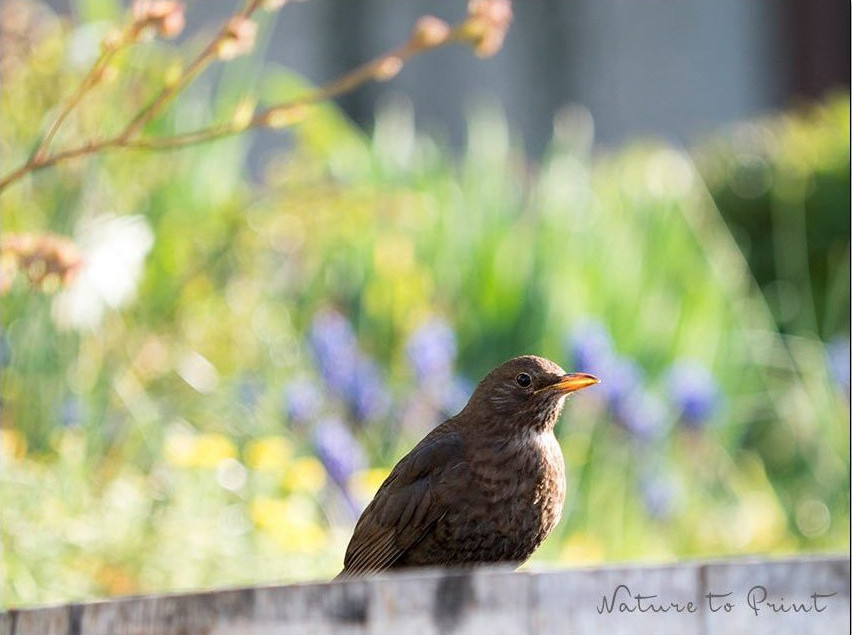 Frau Amsel genießt die Aussicht auf ihren Ziergarten im Juli