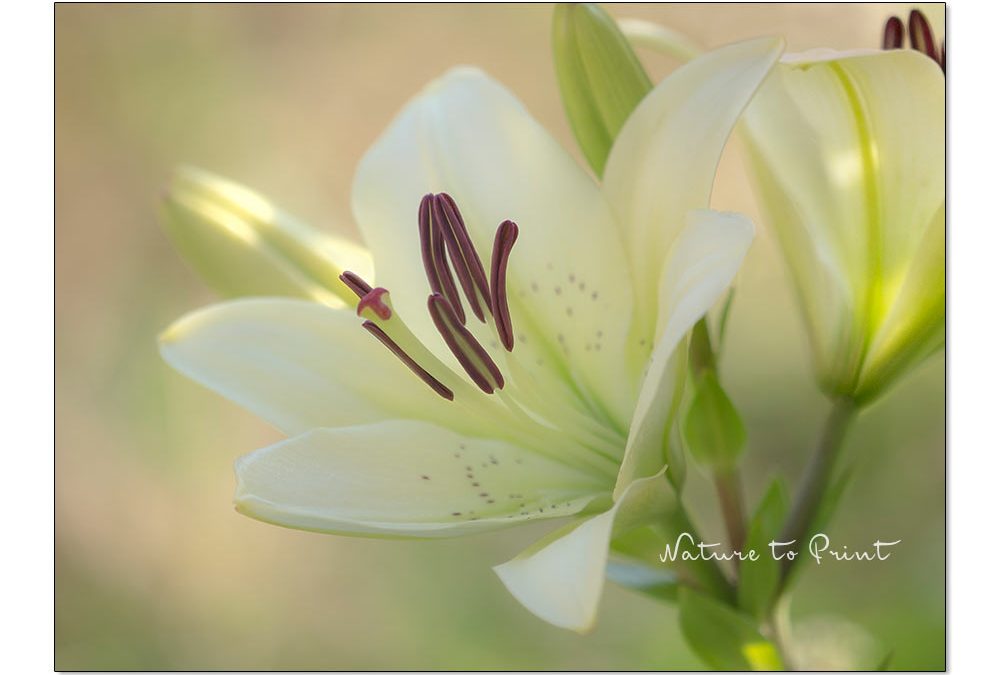 Sichere Blumenbilder auf Trauerkarten. Weiße Lilie. Edel und dezent.