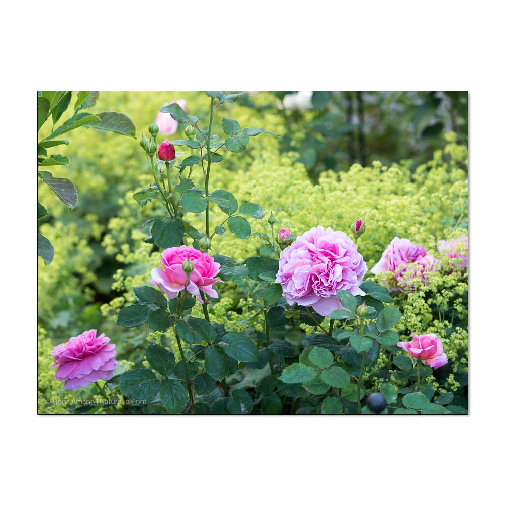 Schöne Rosen und ihre Begleitpflanzen im Rosengarten
