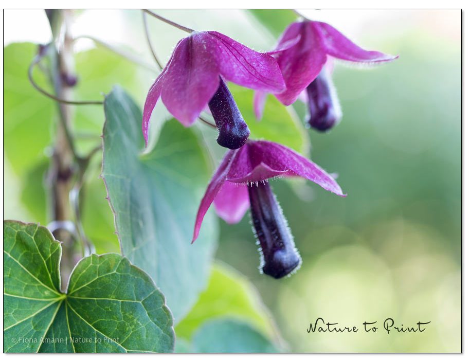Rosenkleid trägt zweifarbige Blüten in Purpur und Dunkelviolett