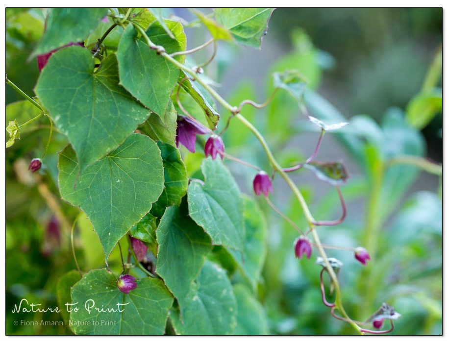 Gewinnen Sie Stecklinge aus Ranken