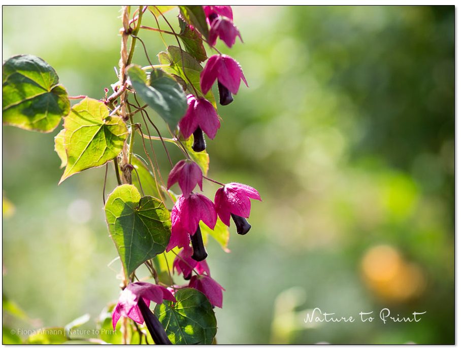 Rhodochiton-Blüten sitzen wie Perlen an einer Schnur