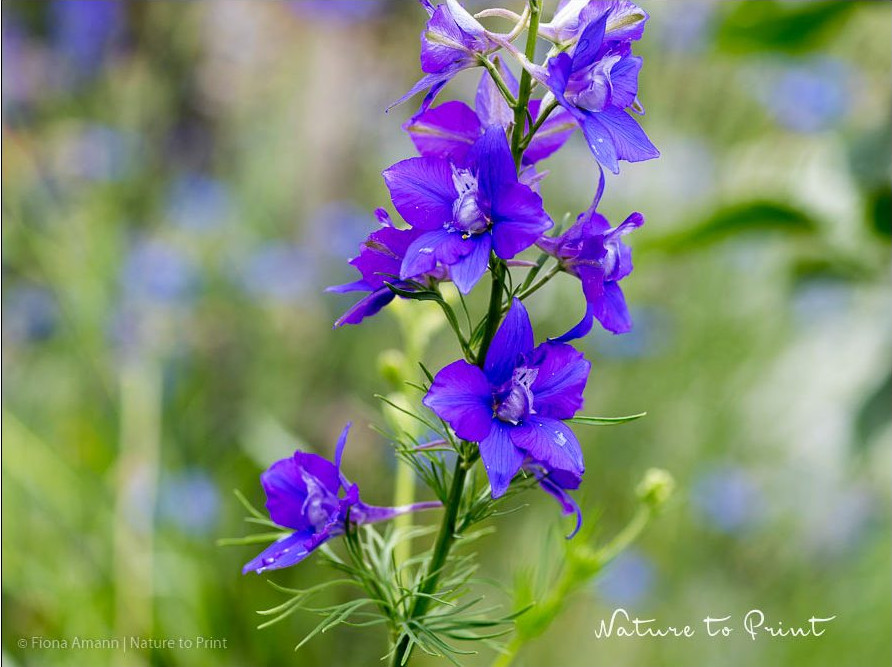 Ziergarten im Juli: Täglich ausgeputzt blüht Einjähriger Rittersporn wochenlang