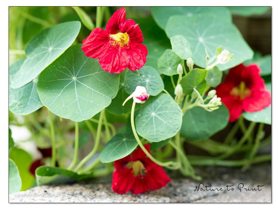 Kapuzinerkresse wächst im Garten und in Pflanzgefäßen. Die einjährige Sommerblume bildet dabei, je nach Sorte, kurze oder auch sehr lange Ranken. Kapuzinerkresse wächst im Garten und in Pflanzgefäßen. Die einjährige Sommerblume bildet dabei, je nach Sorte, kurze oder auch sehr lange Ranken.
