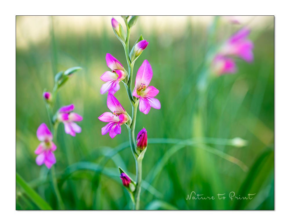 Byzanthinische Siegwurz. Pinke zarte Blüten auf 50 cm hohen Stielen.
