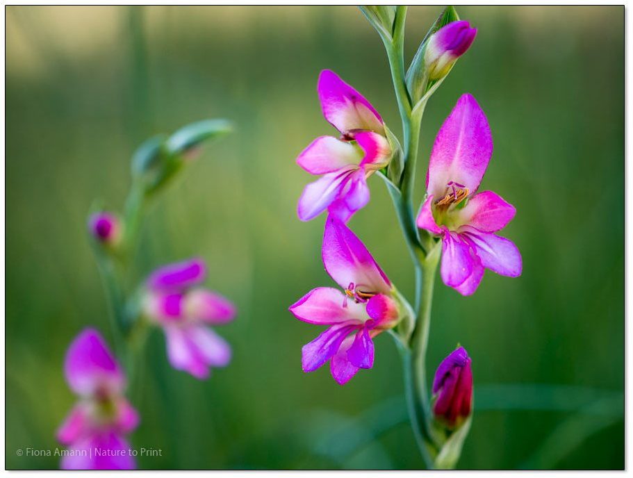 Byzanthinische Siegwurz. Pinke zarte Blüten auf 50 cm hohen Stielen.