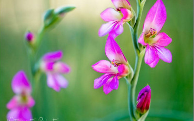 5 glorreiche Gladiolen. Über Stolz, Sterne, Duft, Anmut & wilde Zwerge