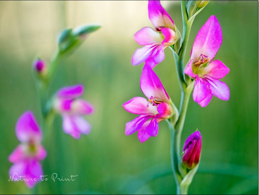 5 Gladiolen. Vom Lebensretter zum gefeierten Star im Blumengarten.