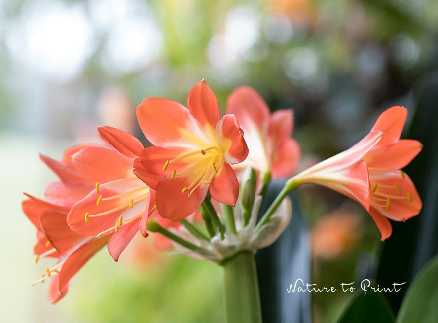 Clivien brauchen einen Kältereiz, dann blühen sie zuverlässig. Auch zweimal im Jahr.