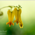 Dicentra scandens, Kletternde Herzblume, Gelbes Tränendes Herz, Rarität im Blumengarten