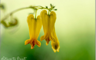 Kletternde Herzblume, das gelbe Tränende Herz