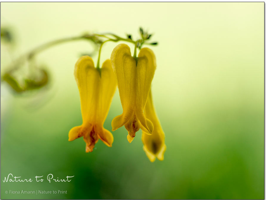 Dicentra scandens, Kletternde Herzblume, Gelbes Tränendes Herz, Rarität im Blumengarten