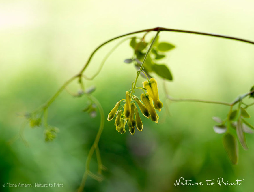 Dicentra scandens, Kletternde Herzblume,