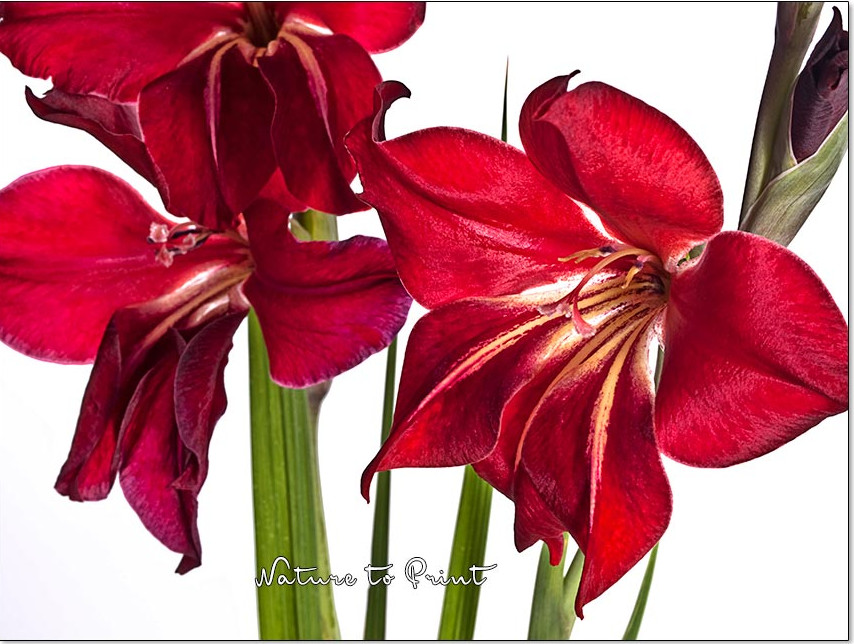 5 Gladiolen. Vom Lebensretter zum gefeierten Star im Blumengarten.