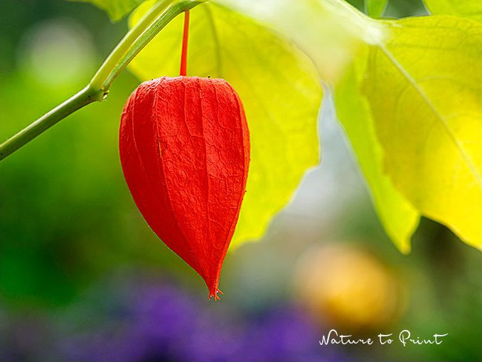 Lampionblume trocknen für Trockensträuße