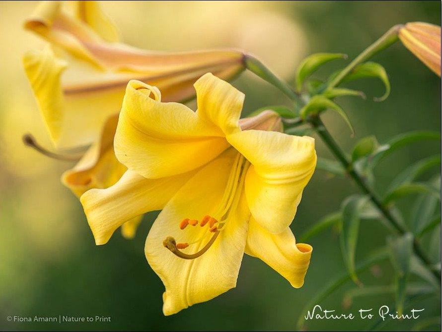 Lilienhähnchen verschont Trompeten-Lilie Golden Splendour 