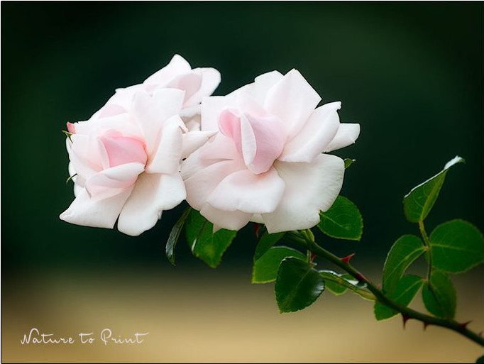 Gartenarbeiten im August: Stärken Sie die Winterhärte von Rosen, Rasen und Gehölzen mit Herbstdünger / Patentkali: Kletterrose New Dawn blüht bis in den späten Herbst hinein