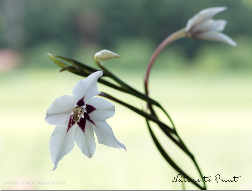 Abessinische Sterngladiole, ein leuchtender und duftender Stern im Blumengarten. Abessinische Sterngladiole,