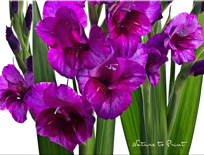 Extravagante Gladiolen, Blumenbild von Nature to Print Extravagante Gladiolen freigestellt auf Weiß