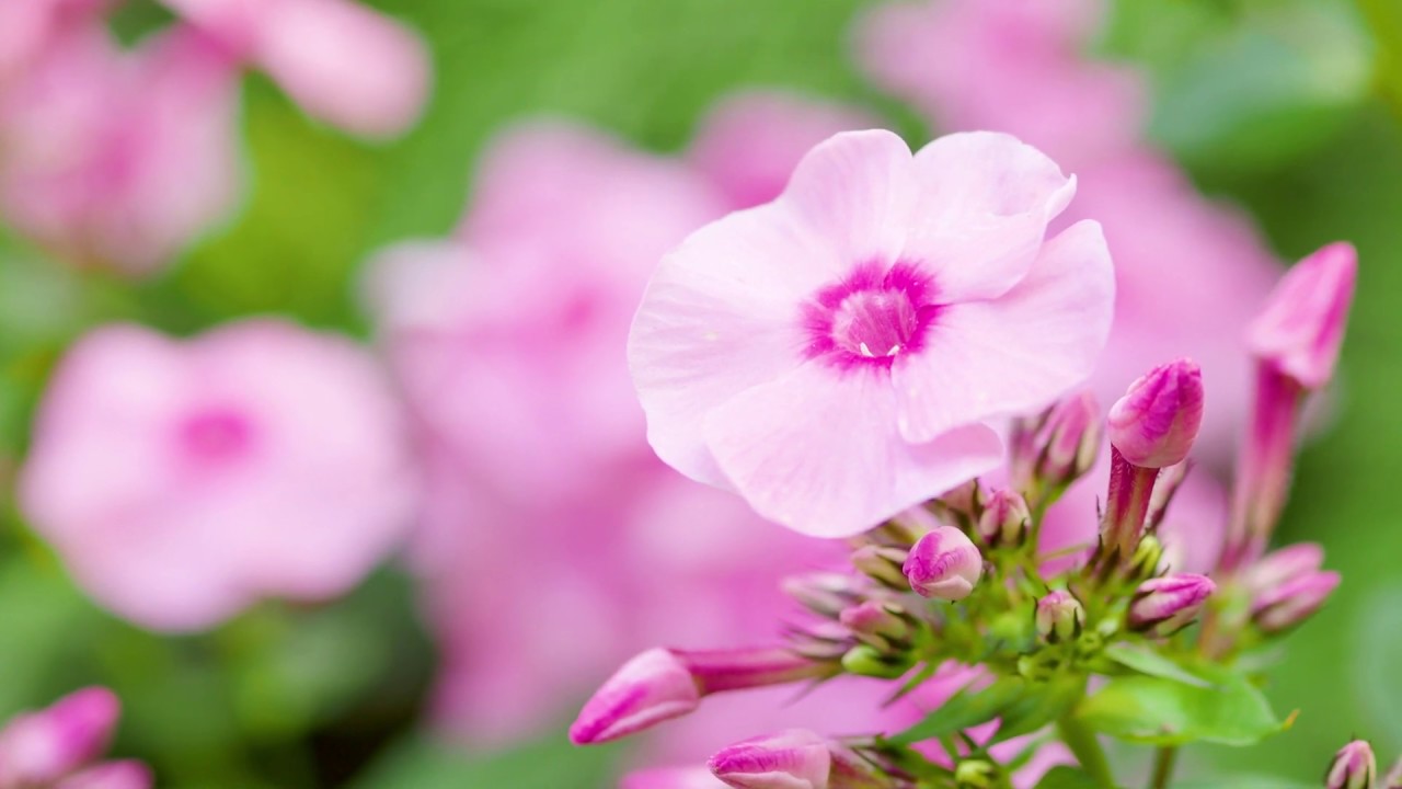 Phlox Herbstwalzer. Ein Hoch auf die spteste Flammenblume.