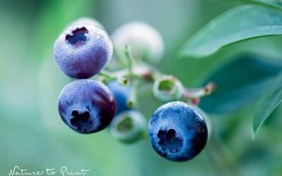 Blaubeeren im Garten oder Pflanzkübel kultivieren.