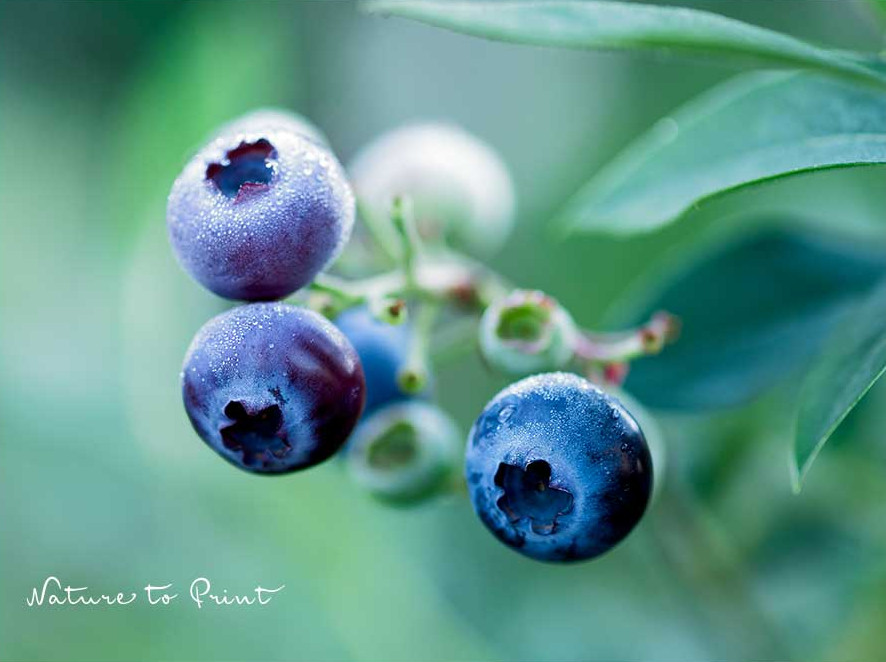 Blaubeeren im Garten oder im Pflanzkübel kultivieren