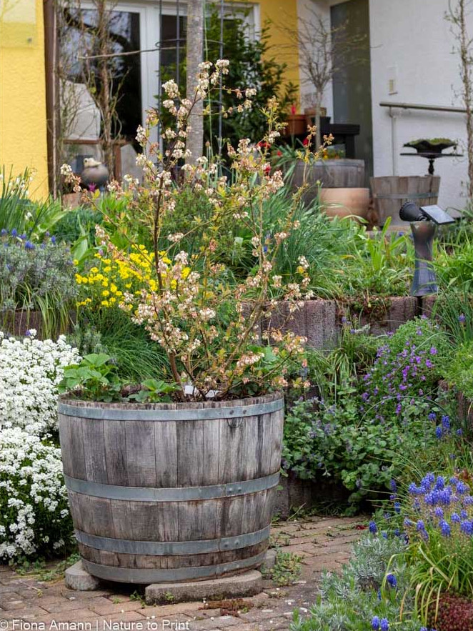 Heidelbeerstrauch im Weinfass, geschützt in der Nische einer Gartenmauer in Südlage