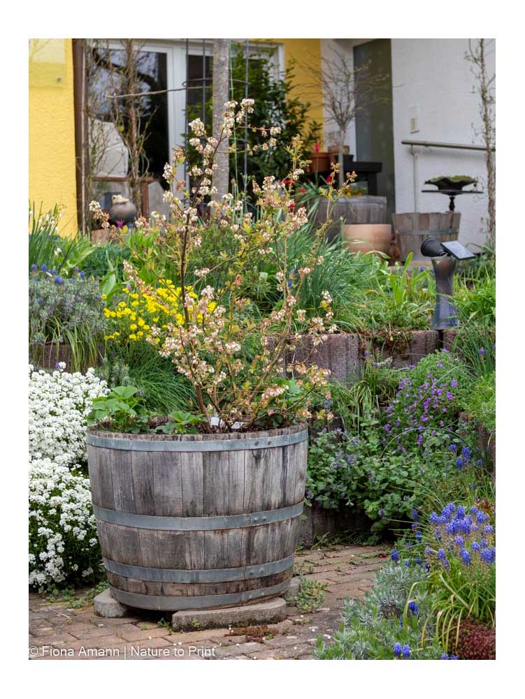 Heidelbeerstrauch im Weinfass, geschützt in der Nische einer Gartenmauer in Südlage