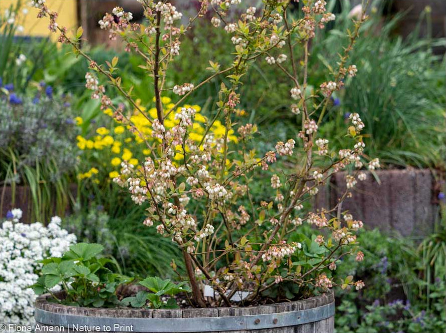 Kultur-Heidelbeeren wachsen sehr gut im Container 
