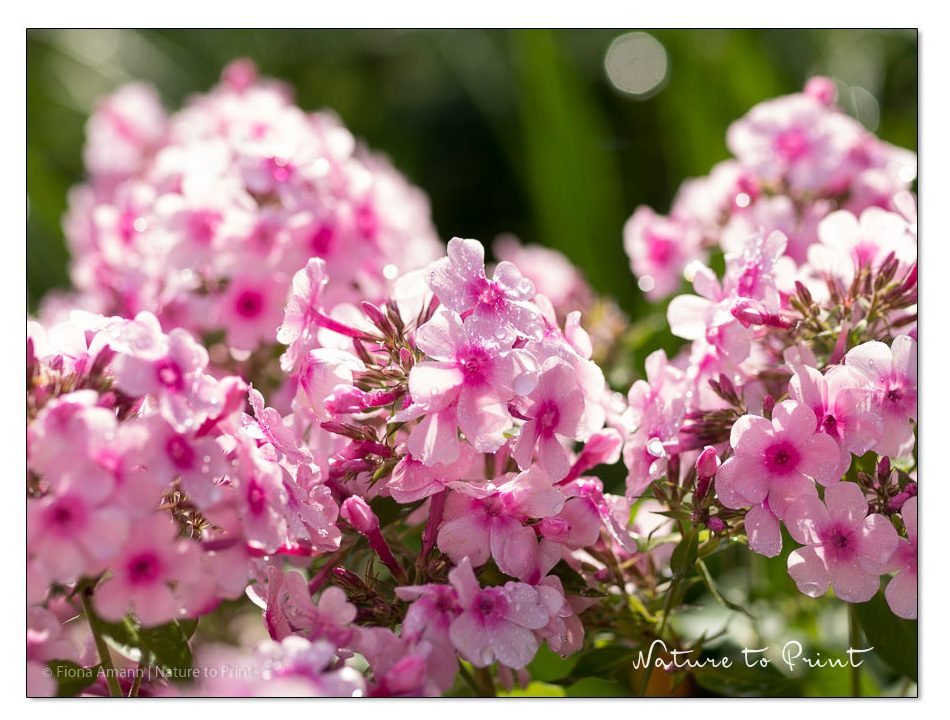 Phlox Herbstwalzer blüht auch noch im Oktober. Phlox Herbstwalzer blüht auch noch im Oktober.