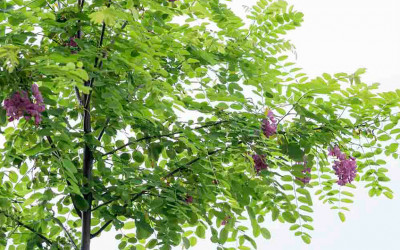 23 kleine Bäume für den kleinen Garten