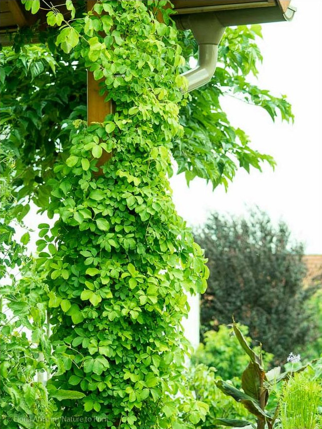 Akebie, Klettergurke oder Schokoladenwein. Wächst schnell und ist anspruchslos.