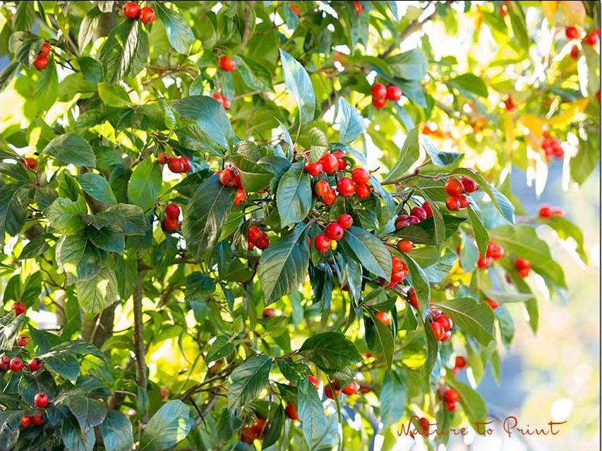 Kleiner Hausbaum mit Fruchtschmuck und später roten Blättern| Apfeldorn, Crataegus lavallei 'carrierei' Insektennährgehölz und Vogelnährbaum