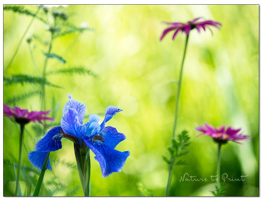 Wiesen-Iris und Bunte Margeriten werden nach ihrer Blüte geteilt und gepflanzt Wiesen-Iris und Bunte Margeriten werden nach ihrer Blüte geteilt und gepflanzt