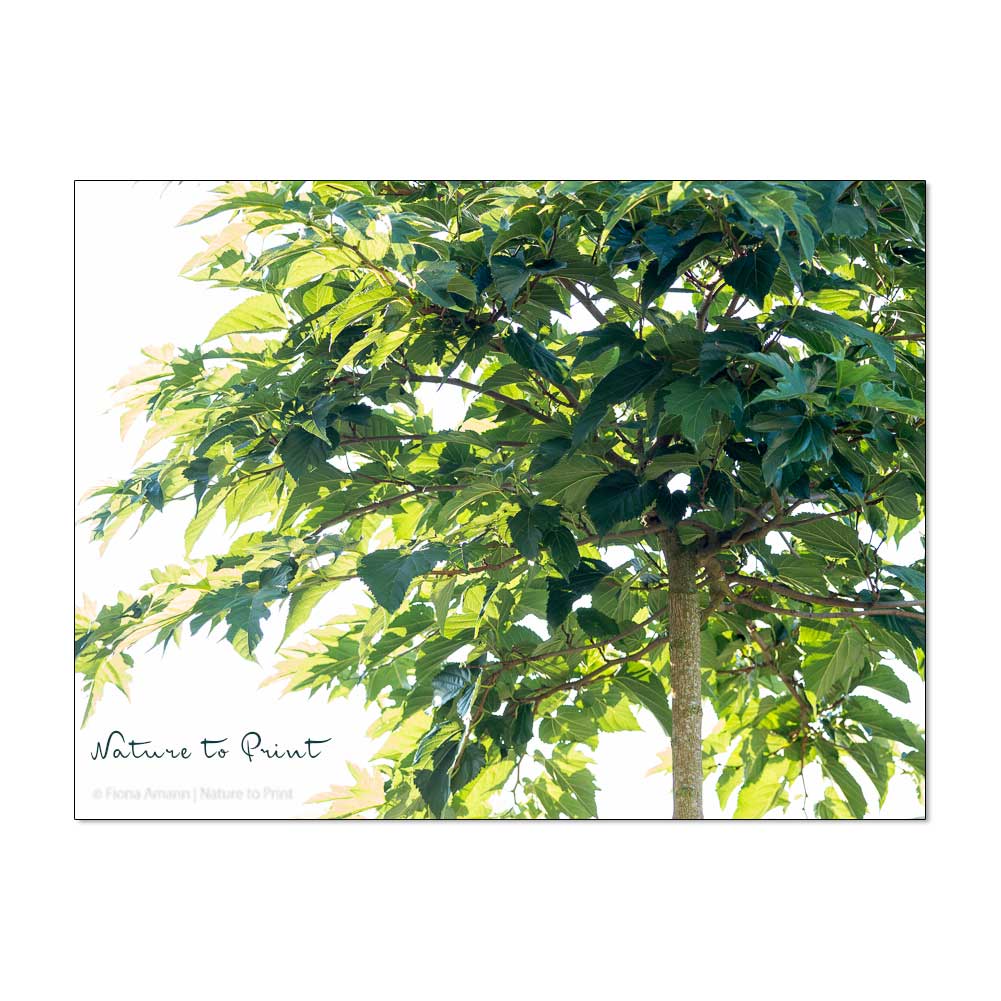 Plantanenblättriger Maulbeerbaum wächst fast wie ein Kugelbaum, hat aber wesentlich größere Blätter. Maulbeerbaum im Spätsommer