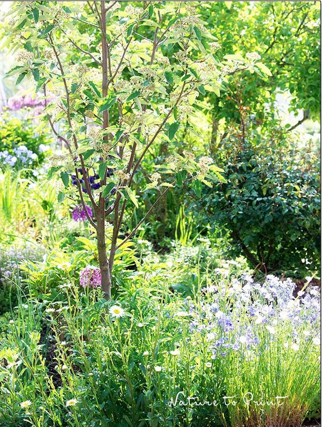 Die Thüringische Mehlbeere verträgt einen windigen Standort und sehr mageren Boden