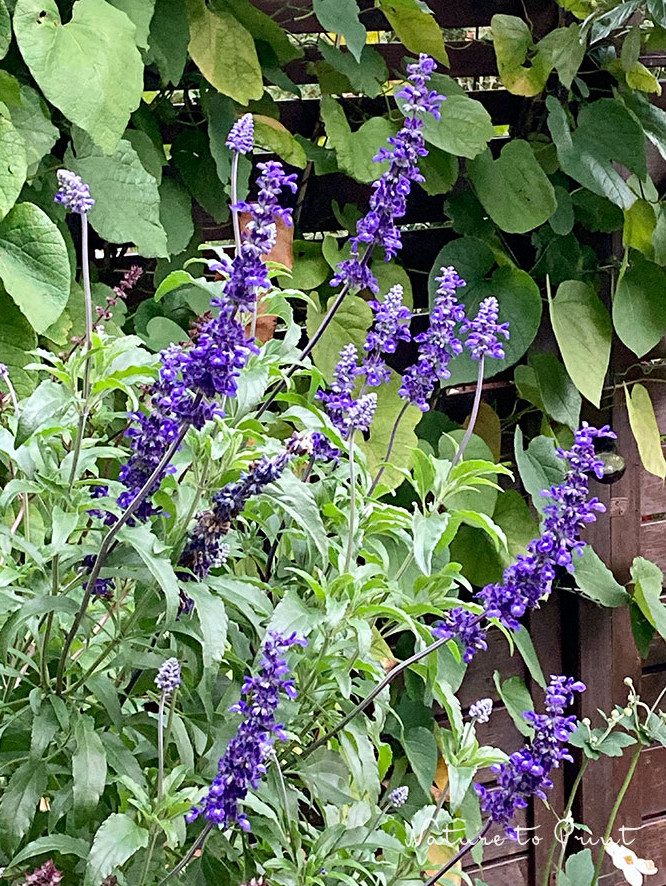 Mehlsalbei blüht unermüdlich bis zum Frost