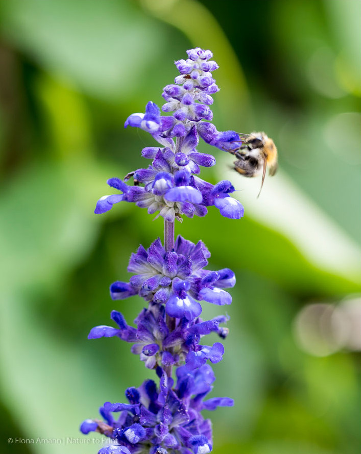 Wildbiene an Mehlsalbei. Mehliger Salbei ist ein Insektenmagnet.