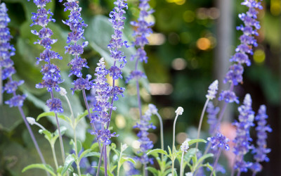 Mehliger Salbei. Dauerblüher und Insektenmagnet mit Fernwirkung