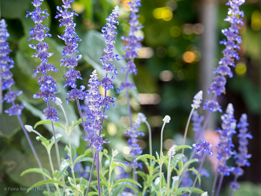Mehliger Salbei bezaubert durch blaue Blüten und silbrig schimmerndes Laub und Stängel