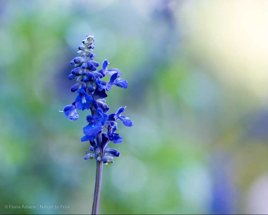 Mehlsalbei. Eine neue, noch kurze Blüte erscheint.