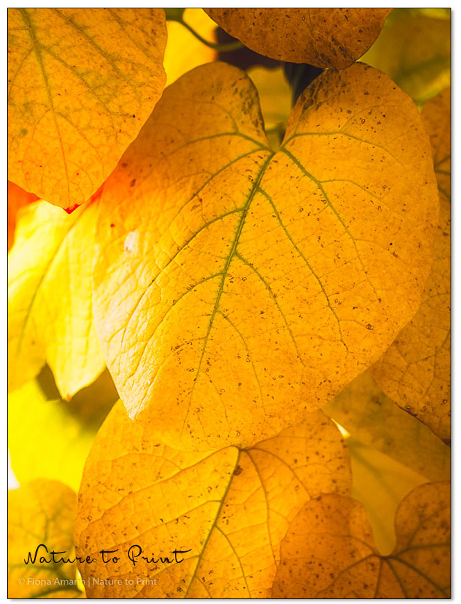 Im Herbst färbt sich das Laub gelbbunt und macht noch einmal viel her bevor es im November fällt. Im Herbst färbt sich das Laub gelbbunt und macht noch einmal viel her.