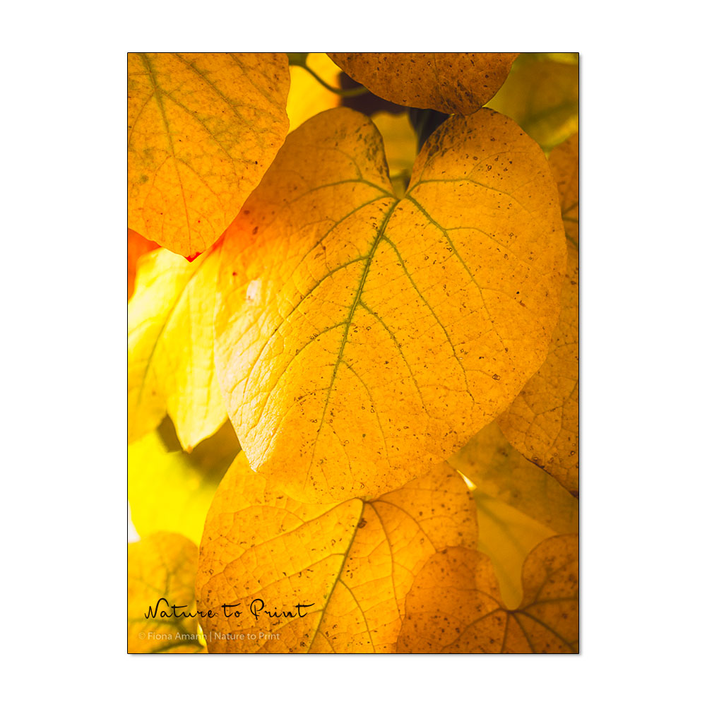Im Herbst färbt sich das Laub gelbbunt und macht noch einmal viel her.