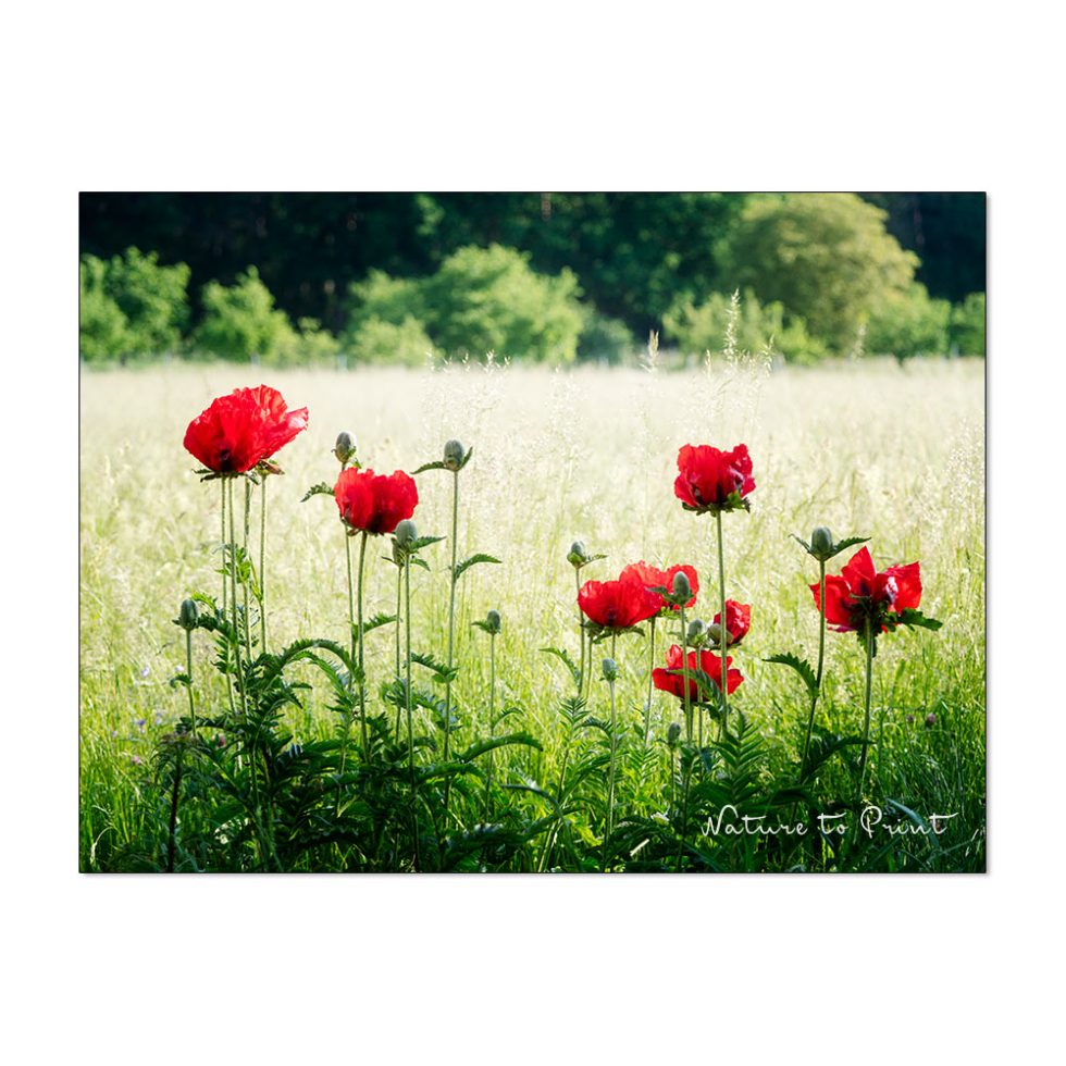 Wann ist die richtige Pflanzzeit für Stauden? 10 Gartentipps