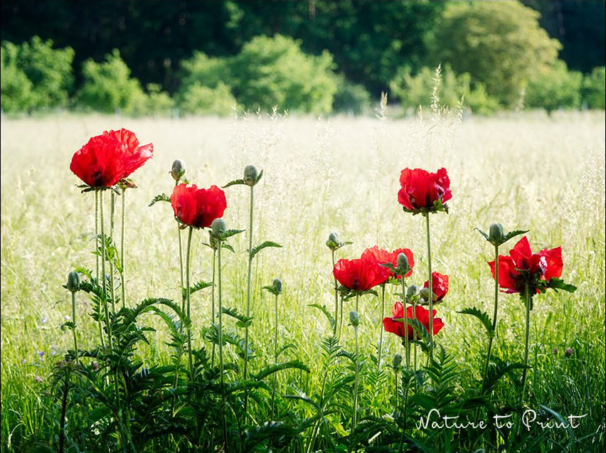 Armenischer Arzneimohn, ein Orientmohn mit stabilen hohen Stielen