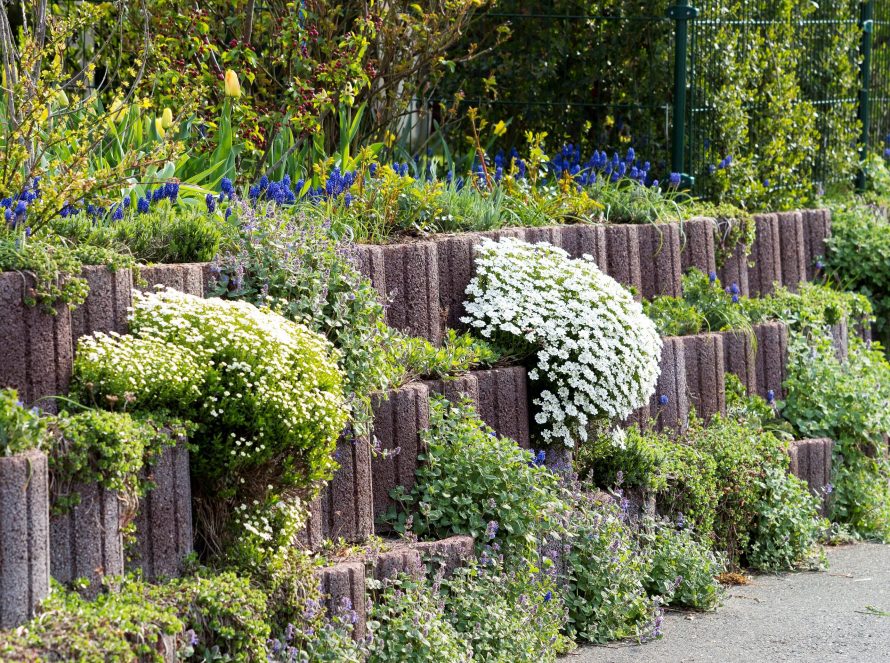 Bodendecker Iberis in einer Gartenmauer aus Betonpflanzsteinen
